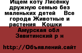 Ищем коту Лисёнку дружную семью без маленьких детей  - Все города Животные и растения » Кошки   . Амурская обл.,Завитинский р-н